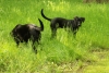Dogs-May-15--01.JPG