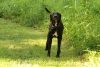 Dogs-May-15--02.JPG