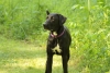 Dogs-May-15--03.JPG