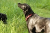 Dogs-May-15--04.JPG