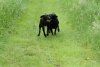 Dogs-May-15--05.JPG