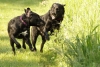 Dogs-May-15--07.JPG
