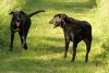 Dogs-May-15--08.JPG