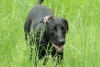 Dogs-May-15--09.JPG