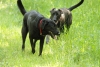 Dogs-May-15--10.JPG