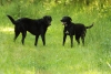 Dogs-May-15--11.JPG
