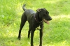 Dogs-May-15--12.JPG
