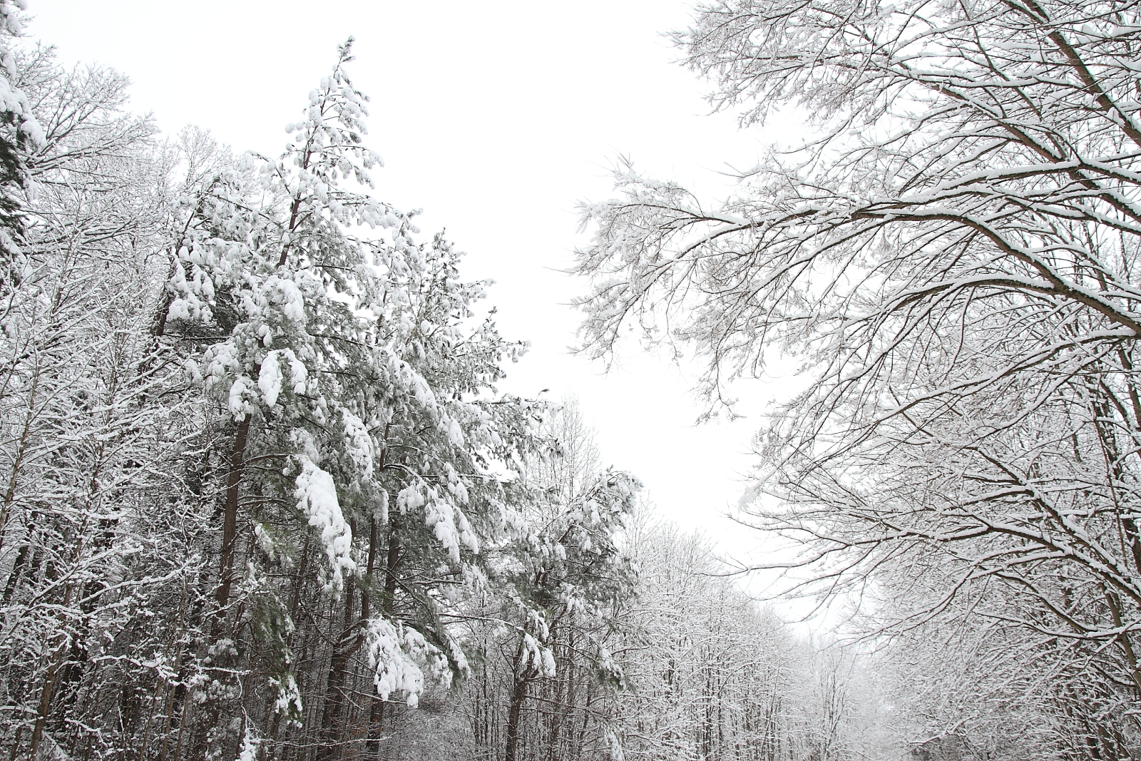 Snow treasures along a winter walk with the dogs.